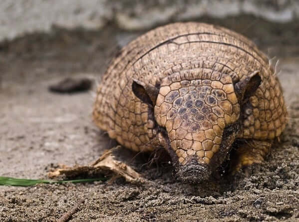 Armadillo Spirit Animal