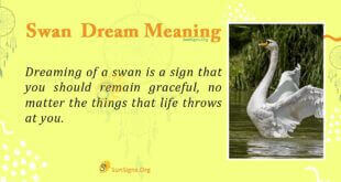 Swan Dream Meaning